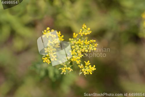 Image of Italian alyssum