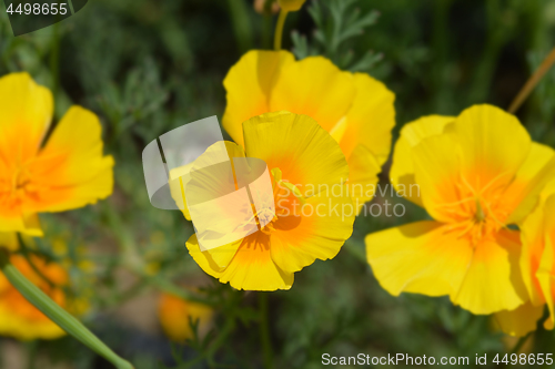 Image of Golden poppy flower