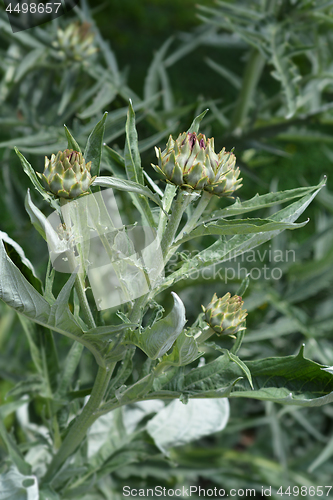 Image of Artichoke thistle