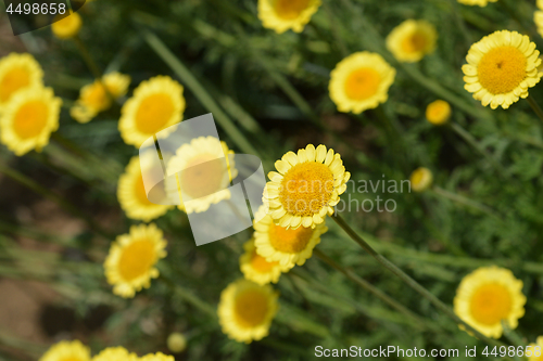 Image of Yellow chamomile Sancti-Johannis