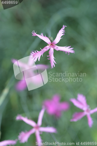 Image of Pink carnation