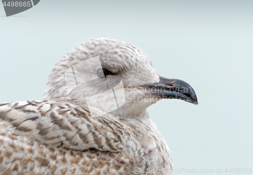 Image of Herring Gull Juvenile Head Shot