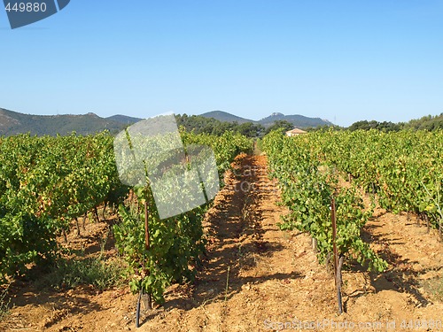 Image of Provence vineyards