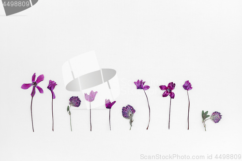 Image of Purple cyclamen and clover herbarium