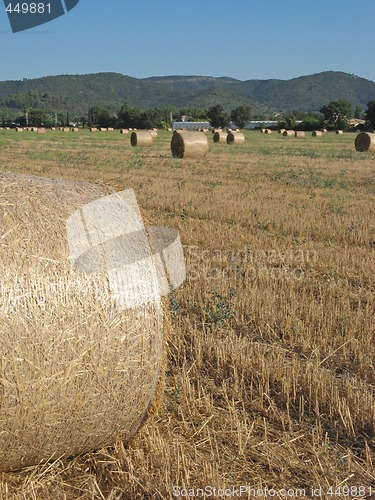 Image of hayrolls