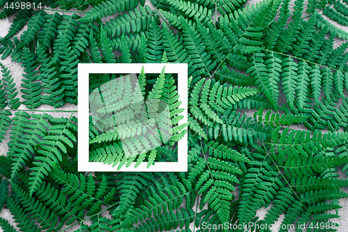 Image of Dark green fern leaves and white picture frame