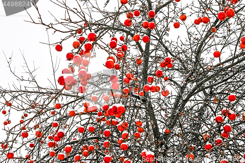 Image of Red winter apples