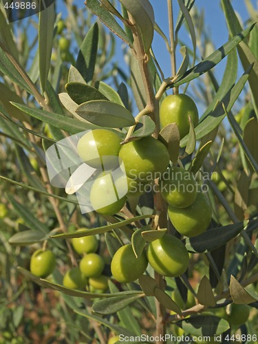 Image of branches with green olives