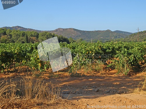 Image of Provence vineyards