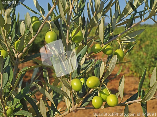 Image of branches with green olives