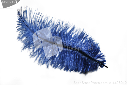 Image of Blue Feather