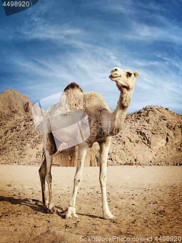 Image of Camel