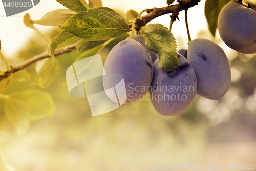 Image of Plum