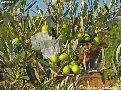 Image of branches with green olives