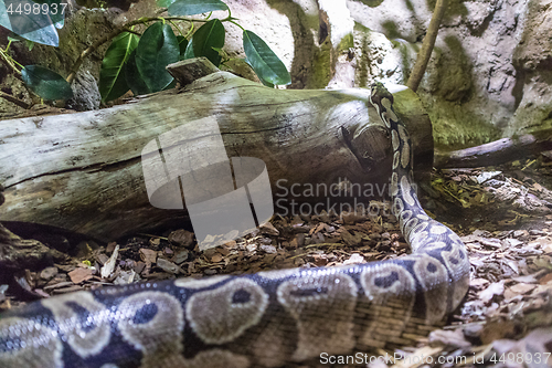 Image of The ball python, Python regius, also known as the royal python