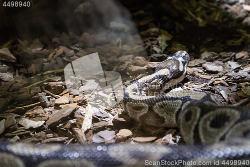 Image of The ball python, Python regius, also known as the royal python