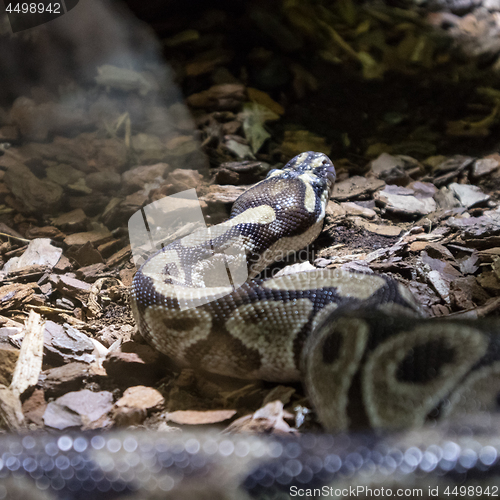 Image of The ball python, Python regius, also known as the royal python