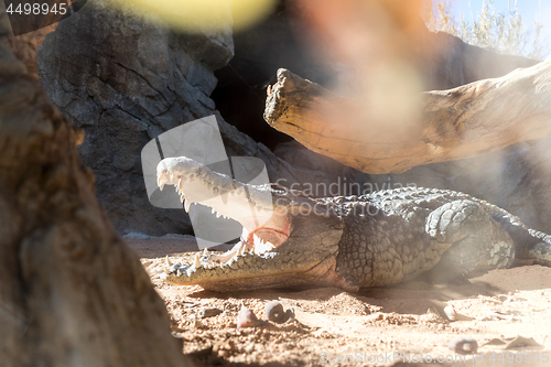 Image of Close up of scary alligator with open mouth.