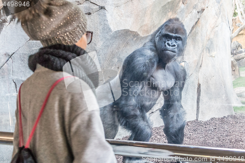 Image of Woman watching huge silverback gorilla male behind glass in zoo. Gorilla staring at female zoo visitor in Biopark in Valencia, Spain