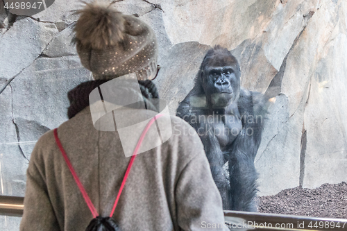 Image of Woman watching huge silverback gorilla male behind glass in zoo. Gorilla staring at female zoo visitor in Biopark in Valencia, Spain