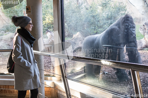 Image of Woman watching huge silverback gorilla male behind glass in Biopark zoo in Valencia, Spain