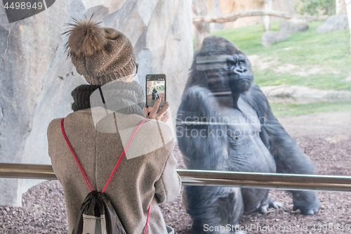 Image of Woman taking photo of a huge silverback gorilla male behind glass in Biopark zoo in Valencia, Spain