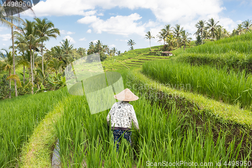 Image of Female farmer wearing traditional asian paddy hat working in beautiful Jatiluwih rice terrace plantations on Bali, Indonesia, south east Asia