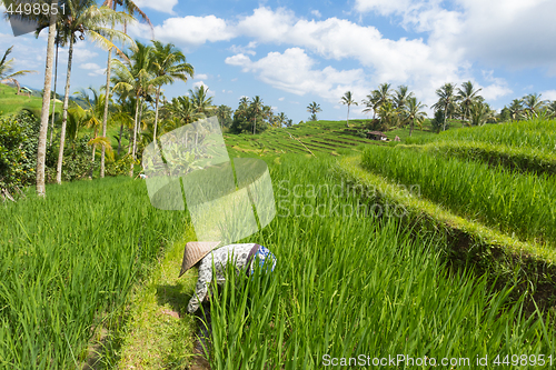 Image of Female farmer wearing traditional asian paddy hat working in beautiful Jatiluwih rice terrace plantations on Bali, Indonesia, south east Asia