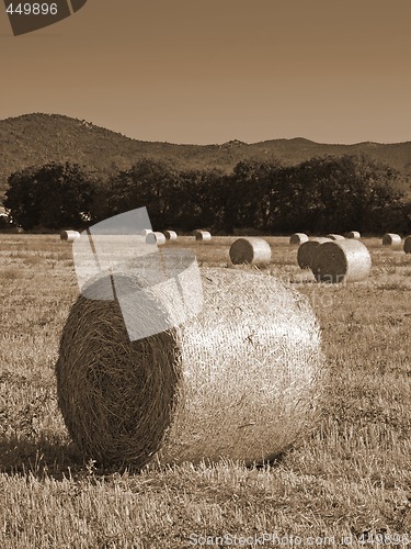 Image of hayrolls