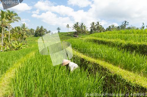 Image of Female farmer wearing traditional asian paddy hat working in beautiful Jatiluwih rice terrace plantations on Bali, Indonesia, south east Asia