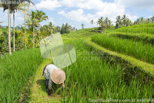 Image of Female farmer wearing traditional asian paddy hat working in beautiful Jatiluwih rice terrace plantations on Bali, Indonesia, south east Asia