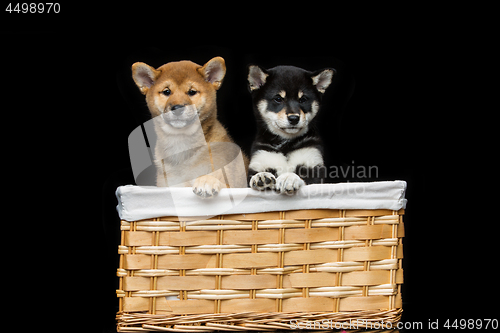 Image of Beautiful shiba inu puppies in basket