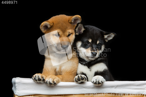 Image of Beautiful shiba inu puppies in basket