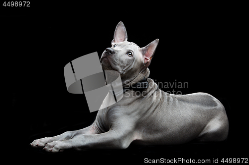 Image of Thai ridgeback puppy