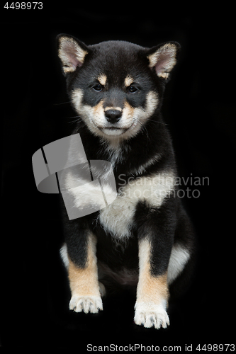 Image of Beautiful shiba inu puppy 