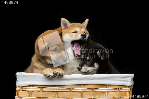 Image of Beautiful shiba inu puppies in basket