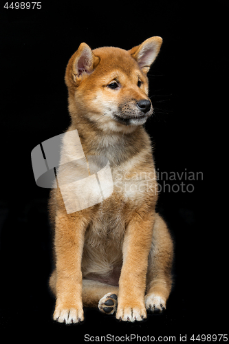 Image of Beautiful shiba inu puppy 