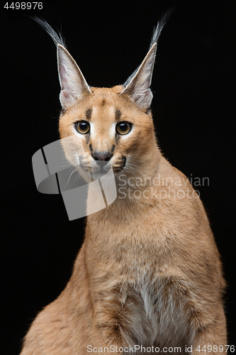 Image of Beautiful caracal lynx over black background