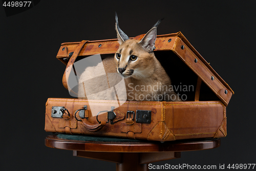 Image of Beautiful caracal lynx over black background