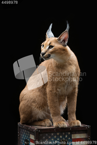 Image of Beautiful caracal lynx over black background