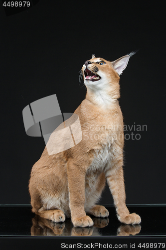 Image of Beautiful caracal lynx over black background