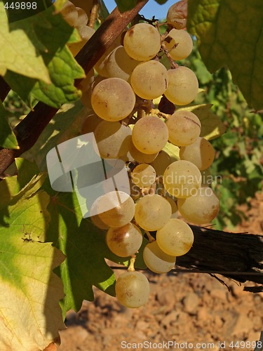 Image of bunches of white grape