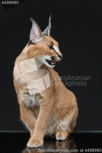 Image of Beautiful caracal lynx over black background