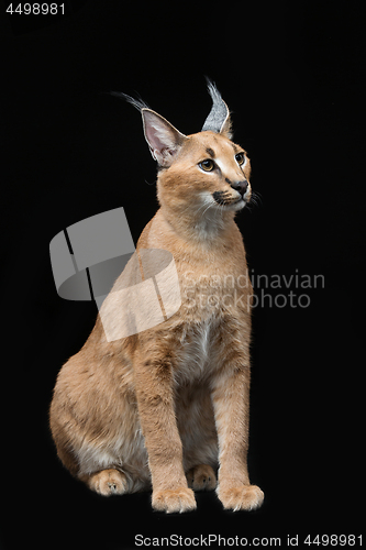 Image of Beautiful caracal lynx over black background