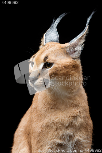 Image of Beautiful caracal lynx over black background