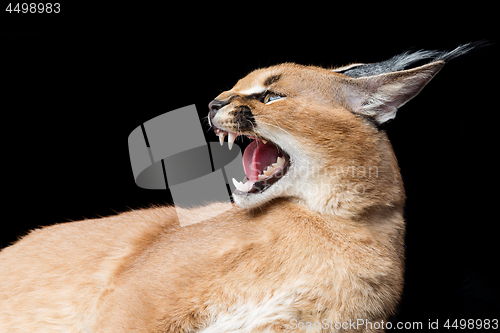 Image of Beautiful caracal lynx over black background