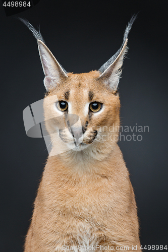 Image of Beautiful caracal lynx over black background