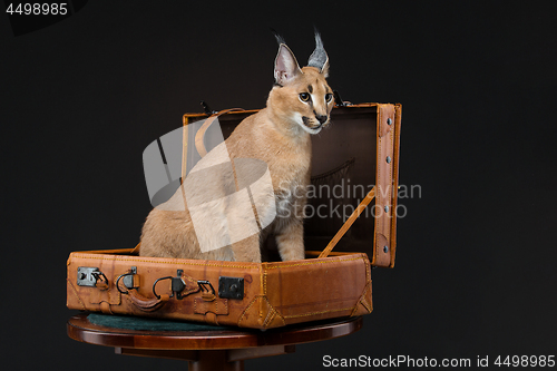 Image of Beautiful caracal lynx over black background