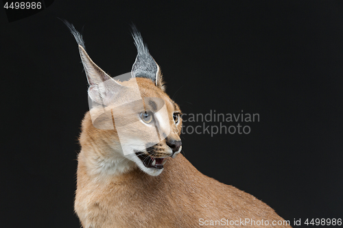 Image of Beautiful caracal lynx over black background