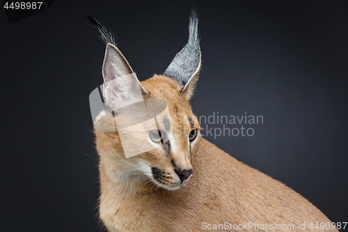 Image of Beautiful caracal lynx over black background